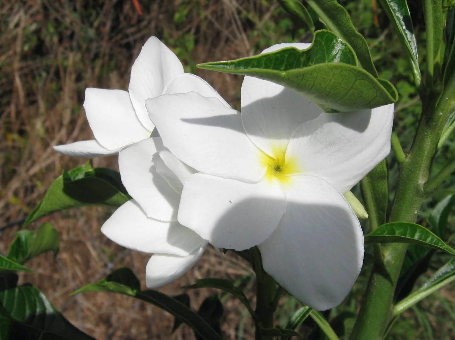 Plumeria pudica — Vintage Green Farms with Tom Piergrossi